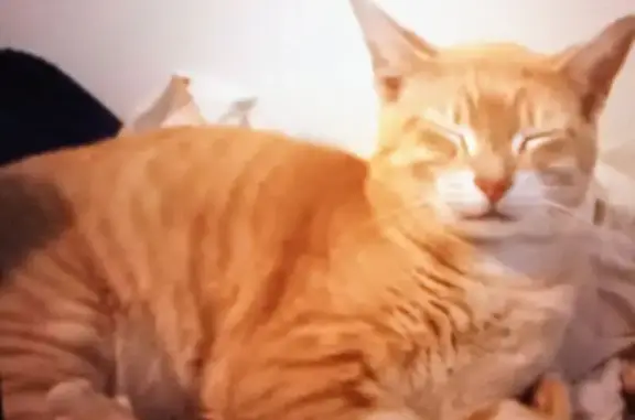 Lost Кошка, Male, East Avenue C, 25, Melbourne - orange and white with purple flea collar - photo