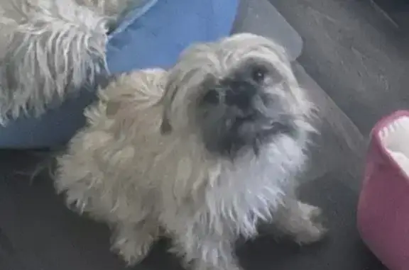 Lost and found pets Hesperia, photo: Lost Собака Female, Meyer Court, 16950, Hesperia - Shih Tzu pug mix, light tan brown