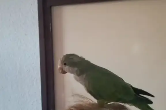 Ave Perdida: Niko, el Pollito en Badalona