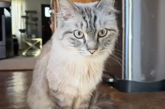 Lost and found pets Garden City, photo: Lost cat, male, Elmwood Street, 30707, Garden City - really friendly