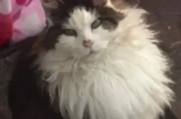 Lost and found pets Melville, photo: Lost Кошка, Earl Road, Melville - Pluffy, feral cat missing since 2/25/26