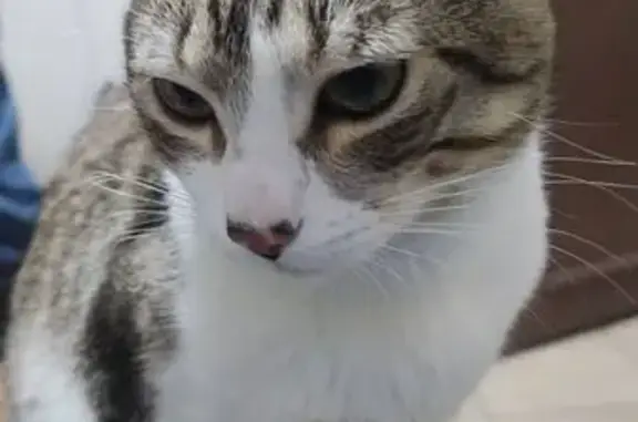 Gato Perdido en Atempan: Gris y Blanco - photo