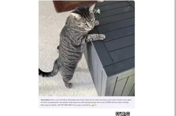 Lost and found pets Orlando, photo: Lost Кошка, Female, Ocala, Florida - tabby gray with black stripes