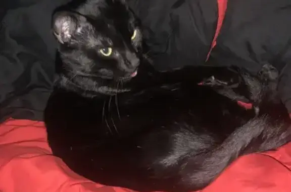 Lost Кошка, Male, Northwest Tremont Avenue, 712, Port St. Lucie - small and all black - photo