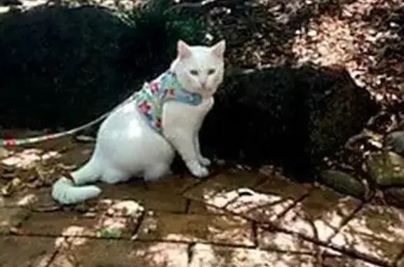 Lost pets Maroondah, photo: Lost White Cat: Sephora in Maroondah