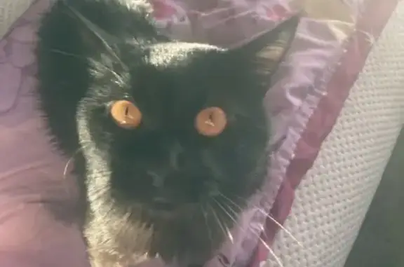 Lost Кошка, Female, East Charleston Boulevard, 4700, Las Vegas - Bombay Cat with Orange Eyes - photo