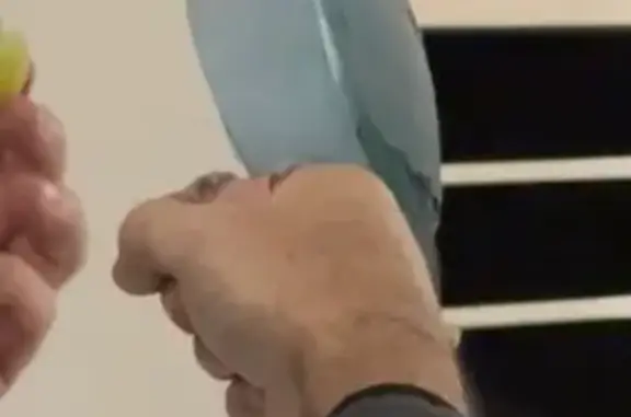 Lost pets , photo: Lost Bird: Whistles Tune & Loves Toys