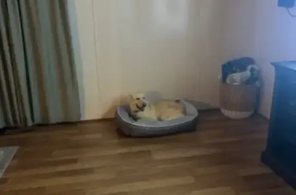 Lost Собака, Male, Woodland Court, Springtown - yellow/white with a pink nose - photo