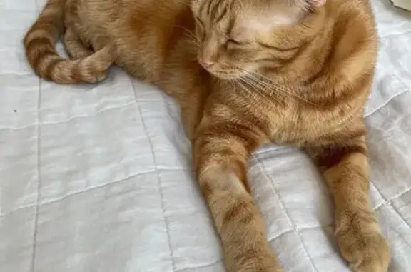 Lost: Stu the Gentle Giant Cat