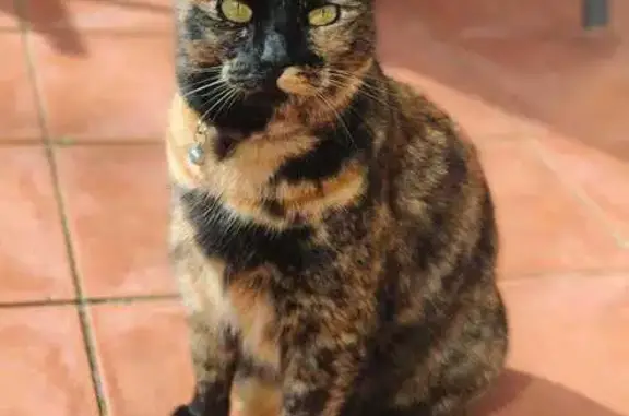 Lost Tortoiseshell Tabby in Randburg