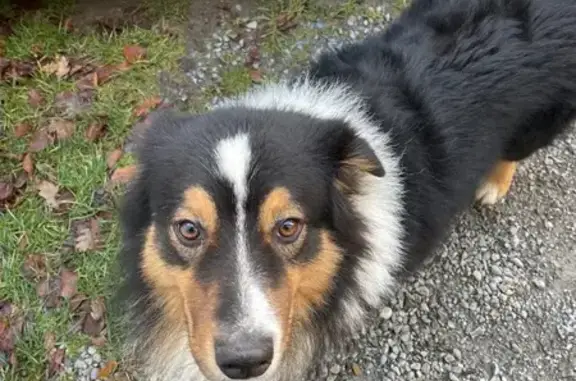 Perdu chien mâle, Chemin de Cors, 1359, Anglès - très gentil et sociable - photo