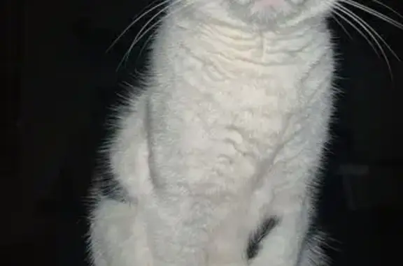 Perdu chat femelle, Rue des Acacias, 10, Morannes sur Sarthe-Daumeray, Paris - noir et blanche avec tâche - photo