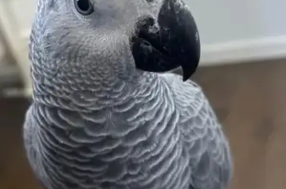 Lost Grey Bird with Red Tail in Sydney