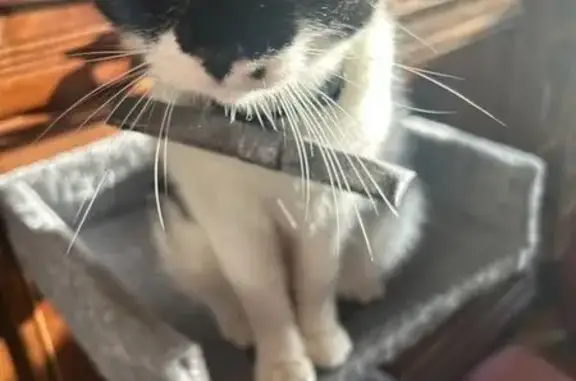 Animaux perdus Corbreuse, photo: Chat perdu, Exireuil, Nouvelle-Aquitaine - femelle sans queue