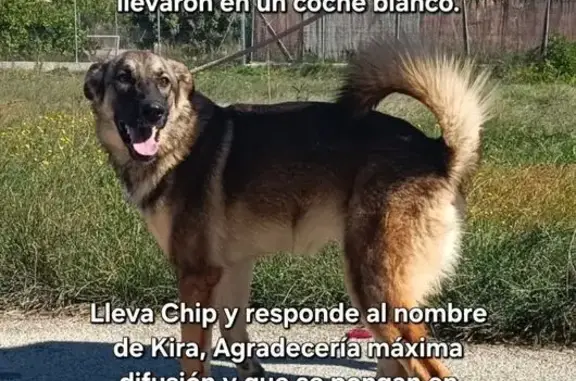 Perra Perdida: Vista por Última Vez en Murcia
