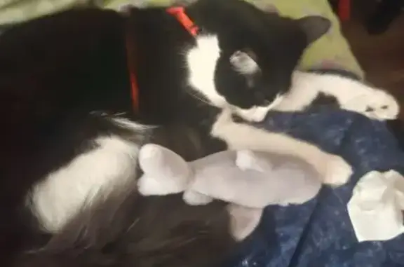 Lost Кошка Male, State Route 124, 1846, Jefferson - massive fluffy tail - photo