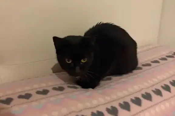 Gatita Cariñosa Busca Hogar Ur...