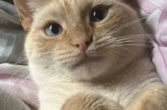 Ámbar es una gatita de unos 3 añitos, blanca con manchas de color naranja y los ojos de color azul. Es amigable y algo cariñosa pero es raro de que se deje coger por alguien se asusta rápido además de tener mucho carácter