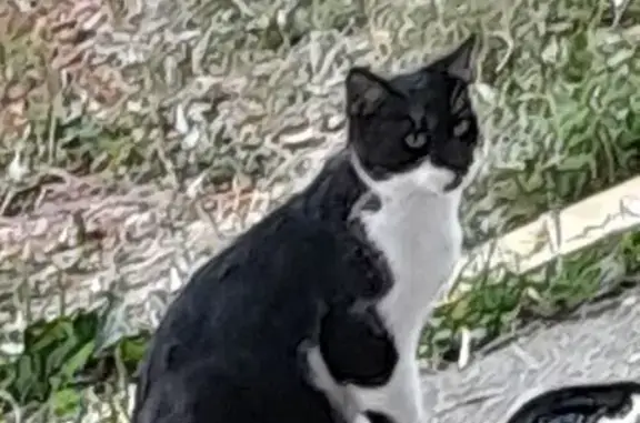 Chat perdu, Le Pont-de-Beauvoisin, photo: Perdu chat femelle, Route de la Gare, 210, Pressins, Le Pont-de-Beauvoisin - noir et blanche