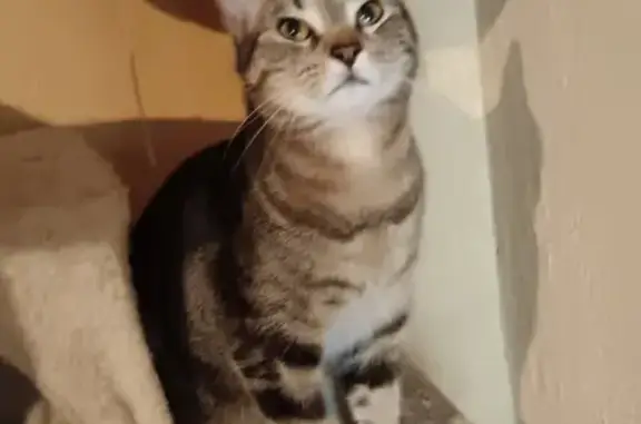 Animaux perdus Paris, photo: Perdu chat mâle, Rue Charles Tille, 375, Beauvoir-sur-Niort, Paris - tigré marron et stérilisé