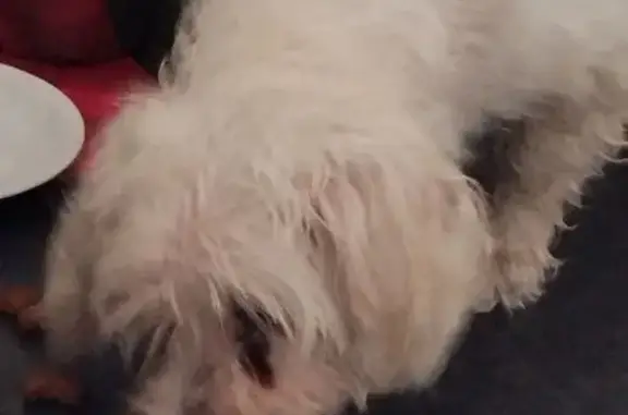 Animaux trouvés Genech, photo: Trouvé chienne, Rue de la Libération, 935, Genech - bichon maltais beige