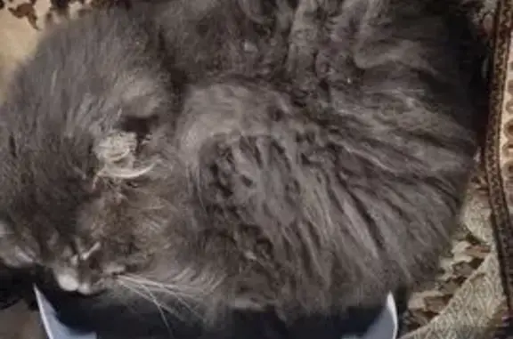 Зникла пухнаста кішка на вул. Героїв - photo