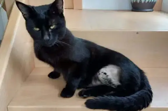 Animaux trouvés Torcy, photo: Trouvé chat mâle, Rue Maillot, Coulommiers - noir sombre et sociable