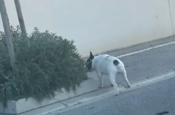 Animaux trouvés Montpellier, photo: Trouvé chien noir et blanc, Pia, Montpellier - bouledogue français
