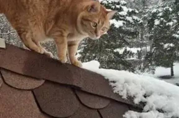 Perdu chat homme, Route d'Orcières, 1131, Saint-Léger-les-Mélèzes - chat roux très amical - photo