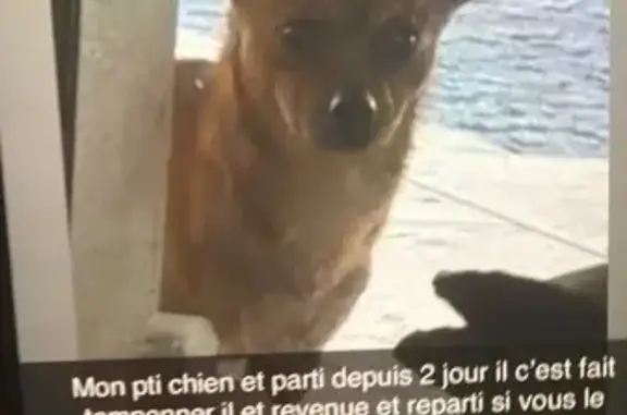 Perdu chien mâle, Route de Paris, 96, Saint-Denis-de-Pile - collier rouge avec clochette dorée - photo