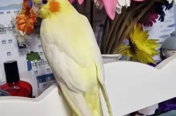 Ave Ninfa Lutina Perdida en San Fernando