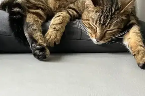 Animaux trouvés Dreux, photo: Chat trouvé Fille, Dreux (ff586185)