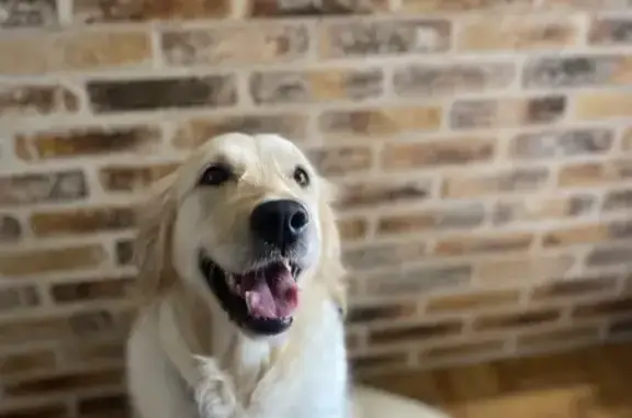 Animaux perdus Bonnes, photo: Perdu chienne, Route des Chéblières, 5, Bonnes - Golden Retriever beige