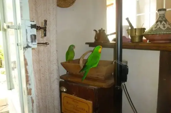 Perdu oiseau mâle, Quai la Tour des Rondes, 1, Lavaur - grosse perruche australienne - photo