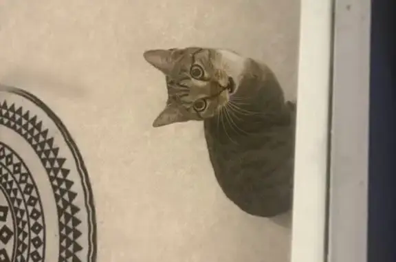 Animaux trouvés Reims, photo: Trouvé Chat, Boulevard Dauphinot, 142, Reims - jeune et sociable