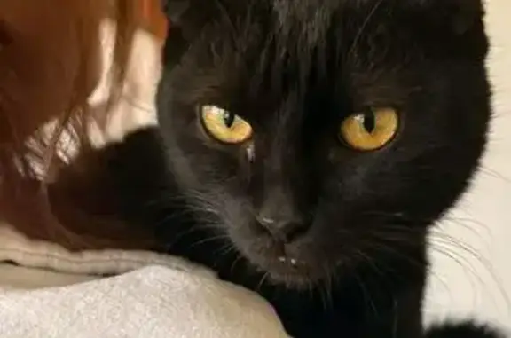 Знайдено чорного весловухого к...