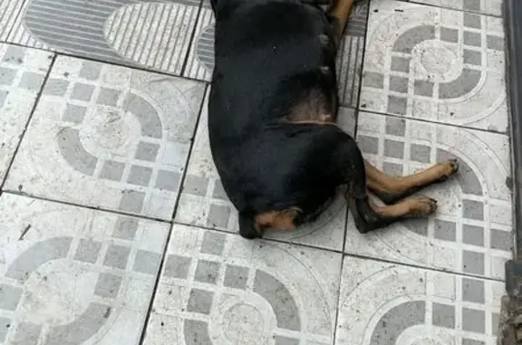 Cachorro encontrado