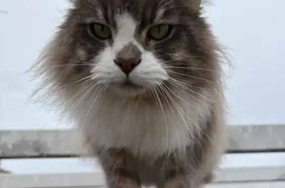 Gato Gris y Blanco Busca Nuevo Hogar Urgente - photo