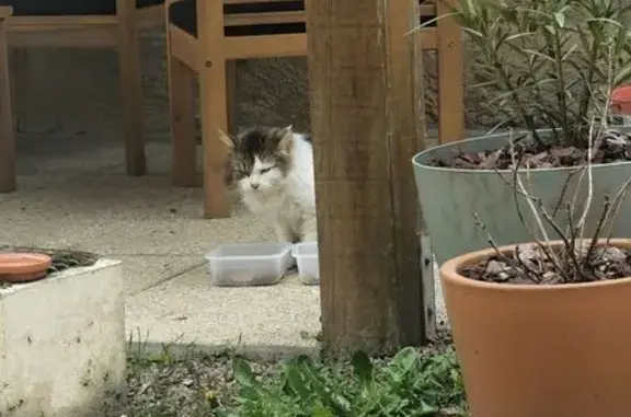Animaux trouvés Fontevraud-l'Abbaye, photo: Trouvé chat, Avenue des Roches, Fontevraud-l'Abbaye - craintif mais sociable avec les autres chats