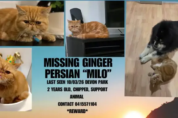 Lost pets , photo: Lost Cat in Devon Park: Help Find Milo!