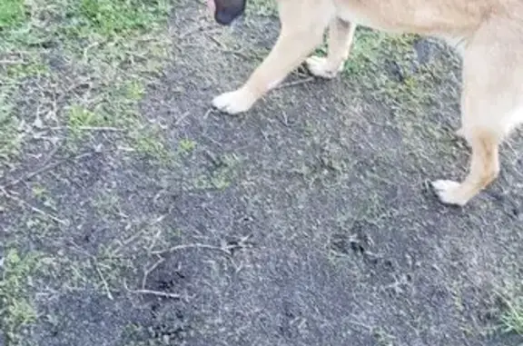 Chien trouvé Biscarrosse, photo: Trouvé Chien Femme, Chemin Bailloux, 2, Villenave-d'Ornon, Biscarrosse - très sociable avec les enfants