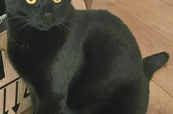 Perdu chat homme, Rue de Prony, 42, Paris - noir et pucé - photo