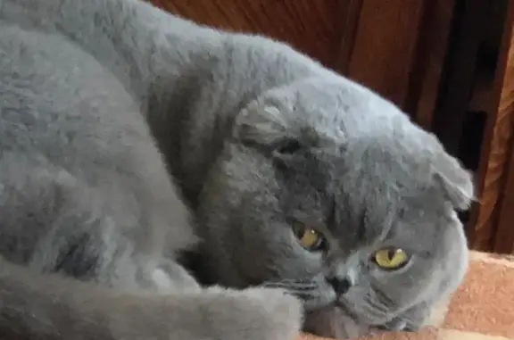 Зникла перелякана сіра кішка в Києві