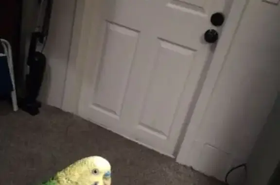 Lost and found pets Martinez, photo: Lost Female Bird, Arthur Road, 375, Martinez - Green and Yellow