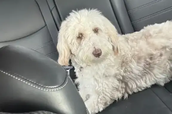 Lost Собака, Female, Stone Marshall Rd, 21, Van Alstyne - white coat with brown and grey spots - photo