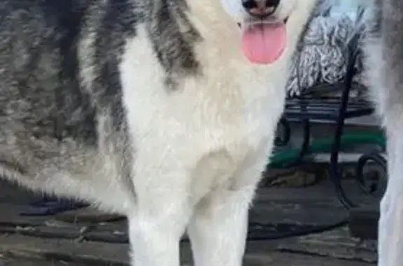 Lost Собака, Farm to Market Road 78, Austin - husky with blue eyes - photo