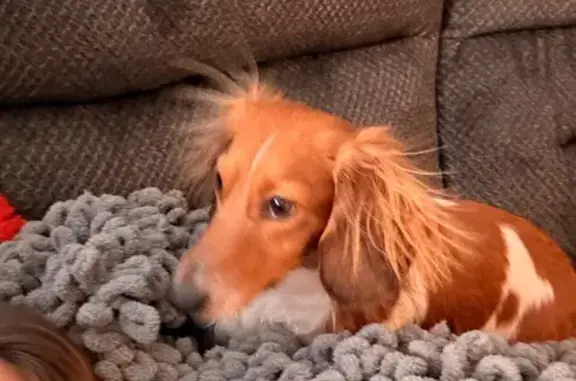 Lost and found pets Chicago, photo: Lost Собака, North Orchard Street, 2202, Chicago - Mo in a red parka