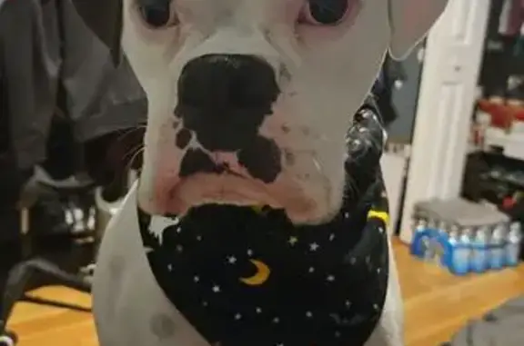Lost Собака, 14th Avenue, 1505, Belvidere - white boxer with brown ear - photo