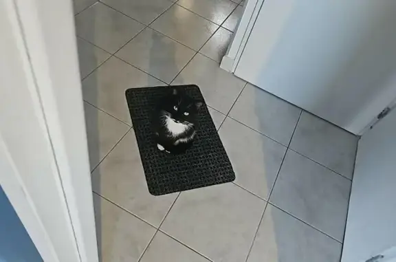 Animaux perdus Paris, photo: Chat perdu, Quiévrechain, Paris - pattes blanches et yeux verts