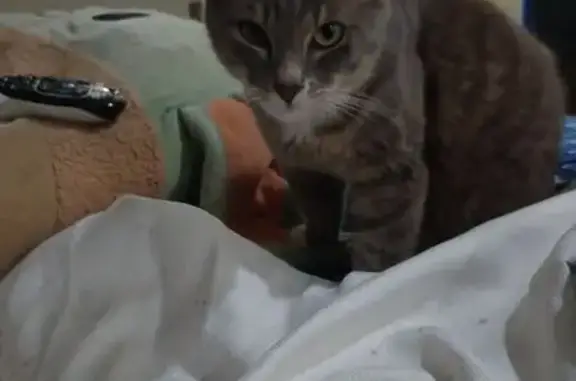 Lost Кошка Male, Robinson Avenue, 14633, Clearlake, Santa Clara - Great black and white tiger's striped - photo